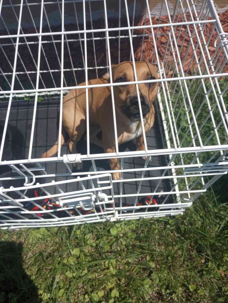 almost 1yr old Chihuahua