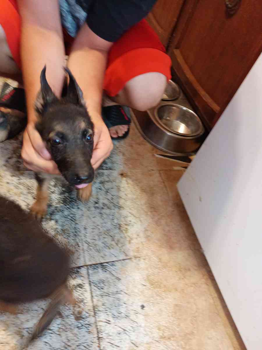 11 weeks old pure breed German Shepherds puppies