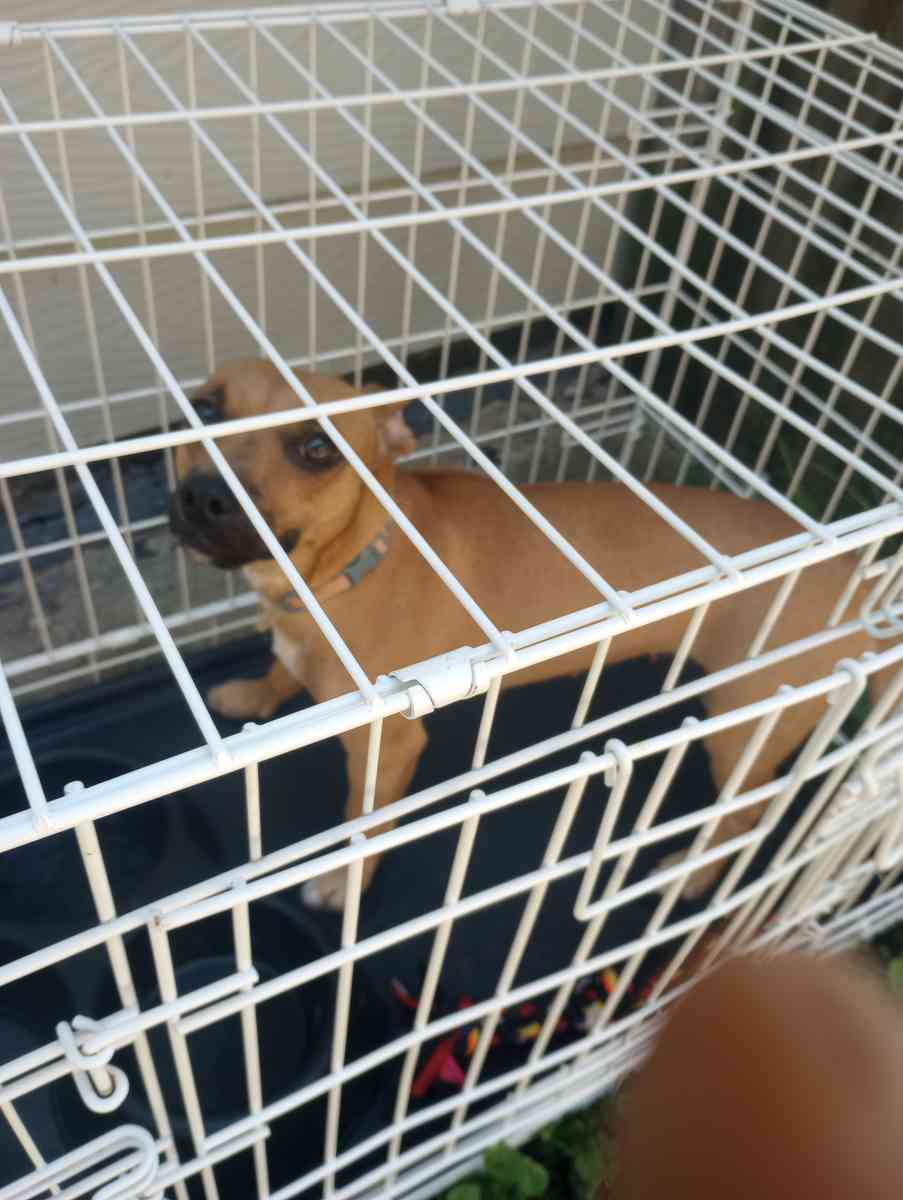 almost 1yr old Chihuahua