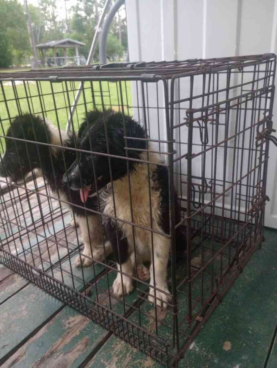Border Collies puppies