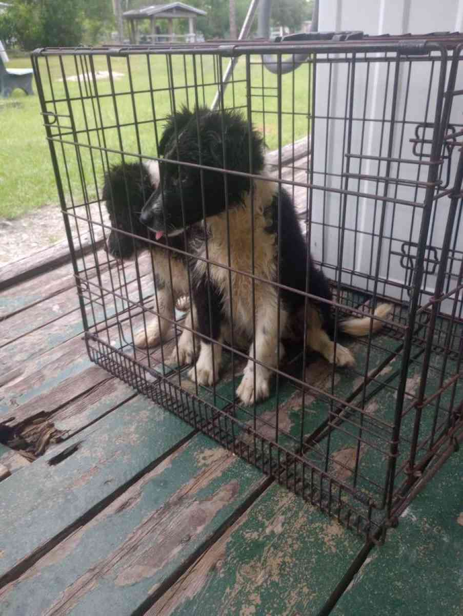 Border Collies puppies