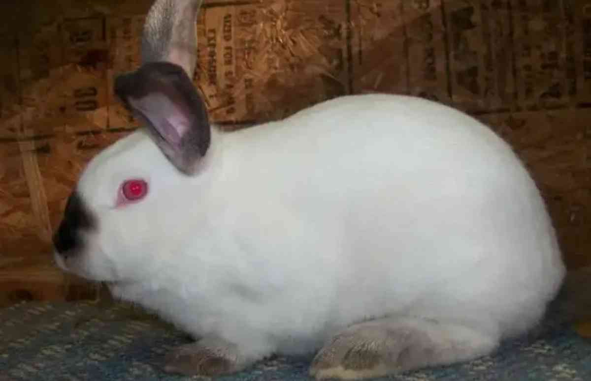 my name is buddy  house rabbit uses kitty litter