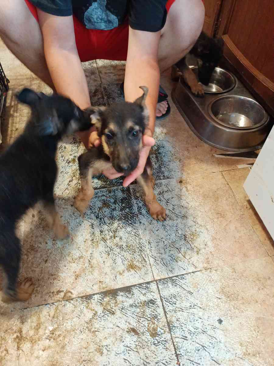 11 weeks old pure breed German Shepherds puppies