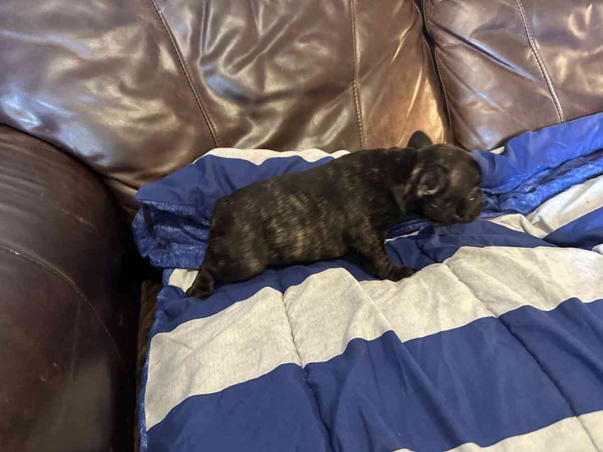 french bulldog puppies