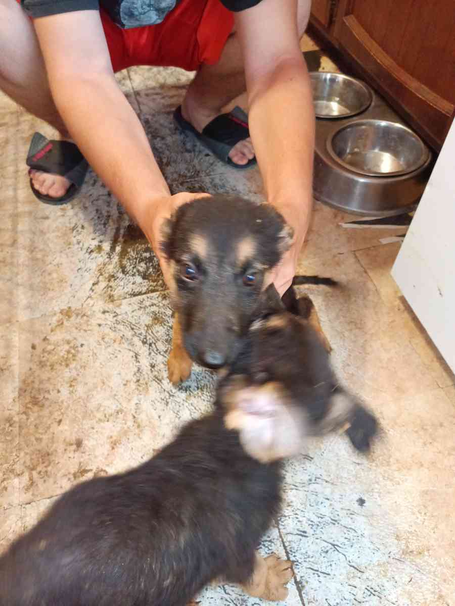 11 weeks old pure breed German Shepherds puppies