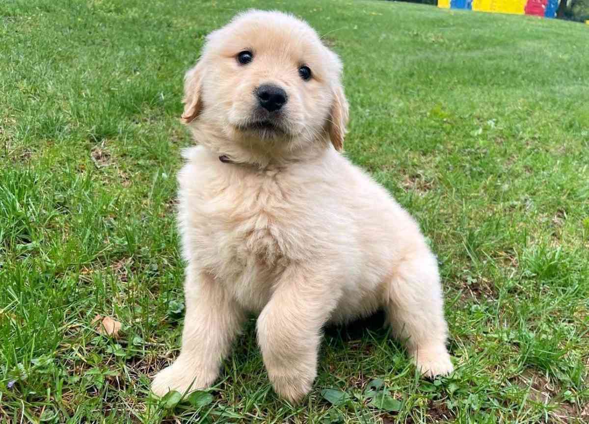 golden retriever puppy