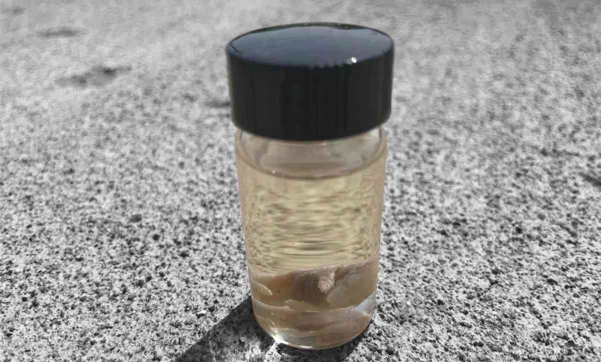 Taxidermy Pinky Mouse