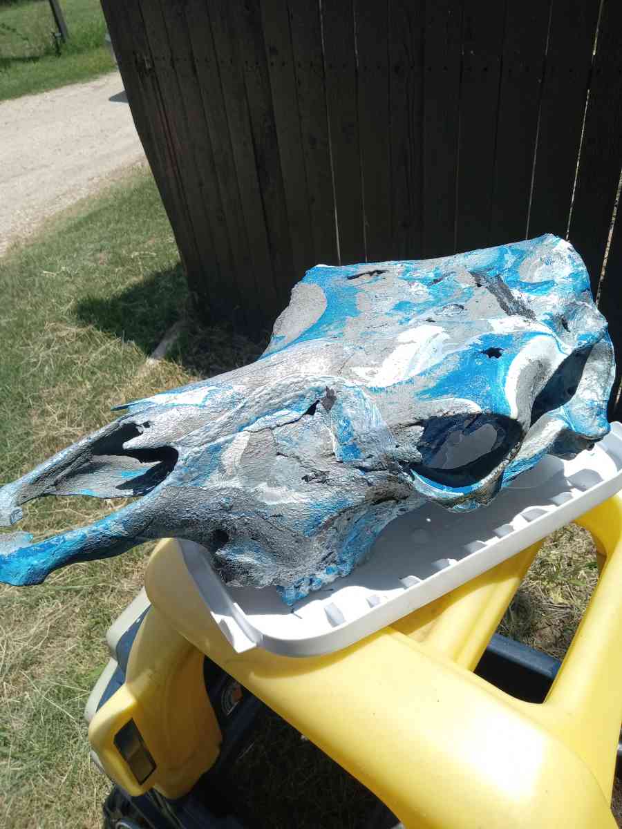 cow skull