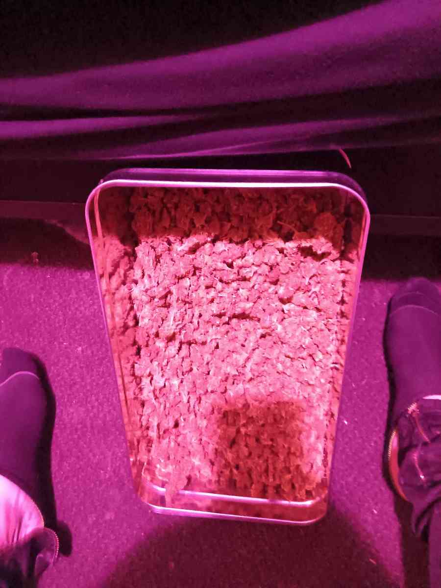 Over Half Pound of Marijuana Gorilla Glue