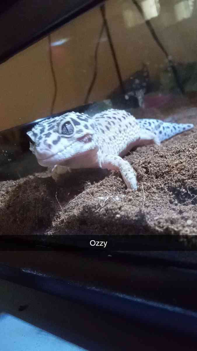 leopard geckos