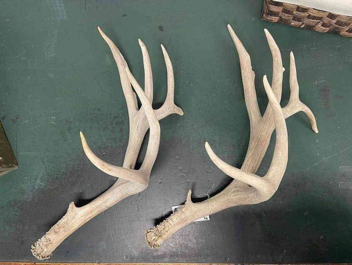 deer antler