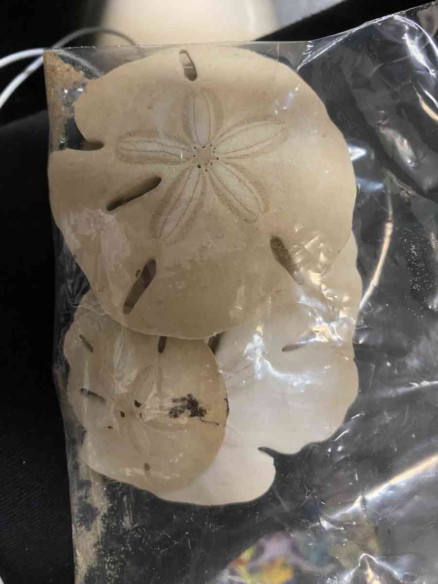 six real sand dollars