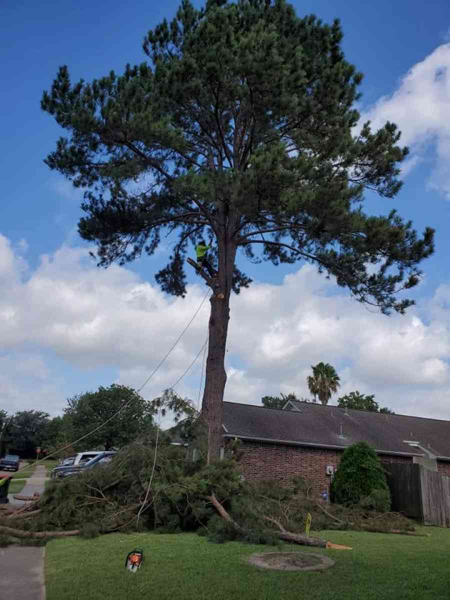 tree Cut  or trim