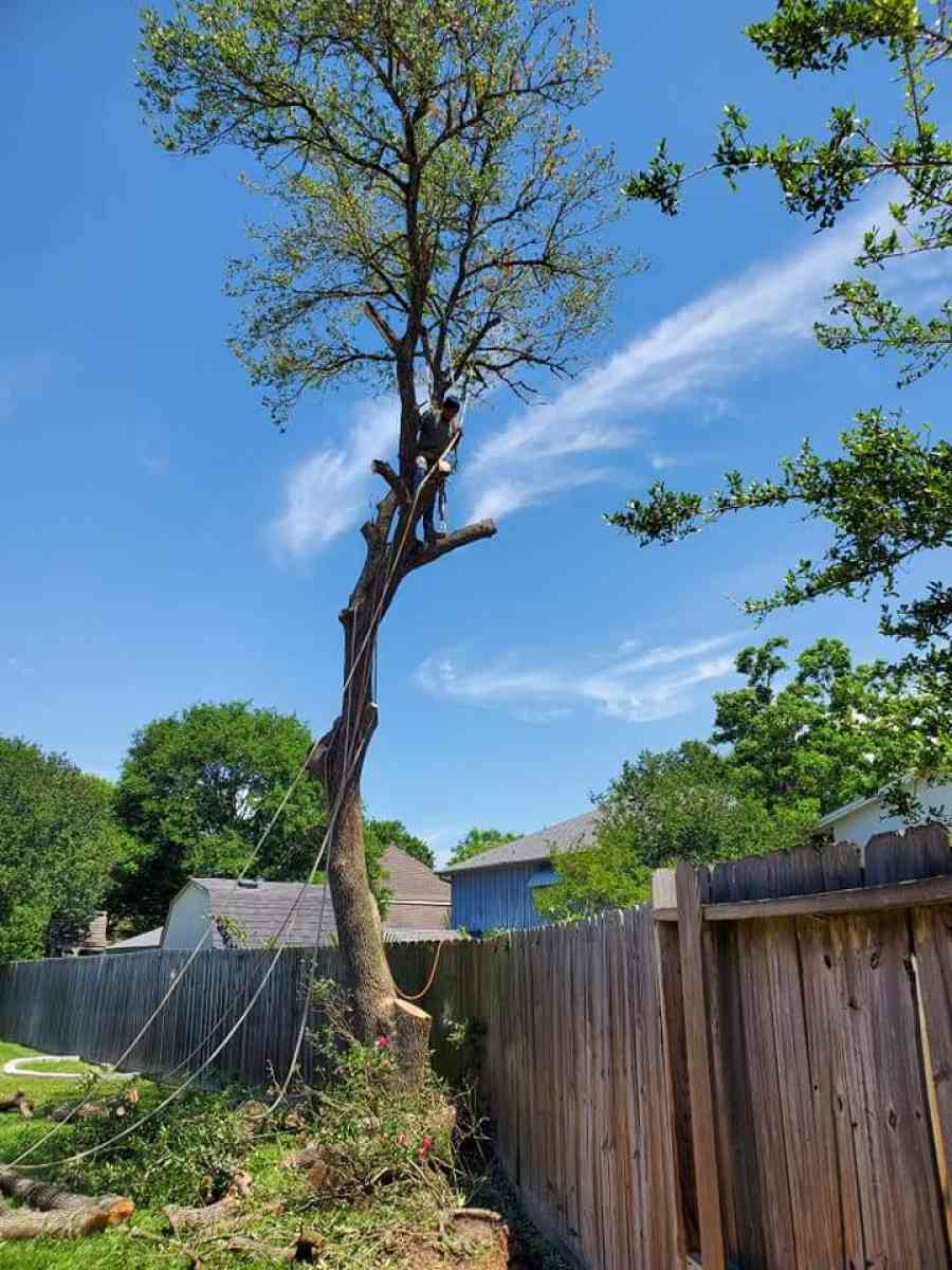tree Cut  or trim