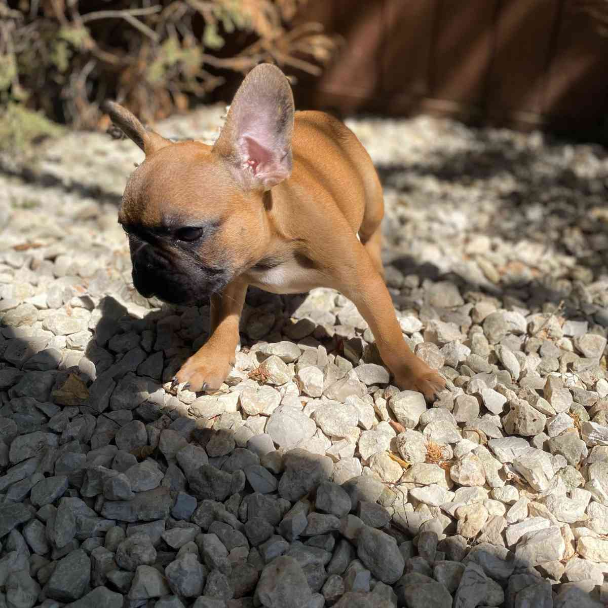 frenchie puppies
