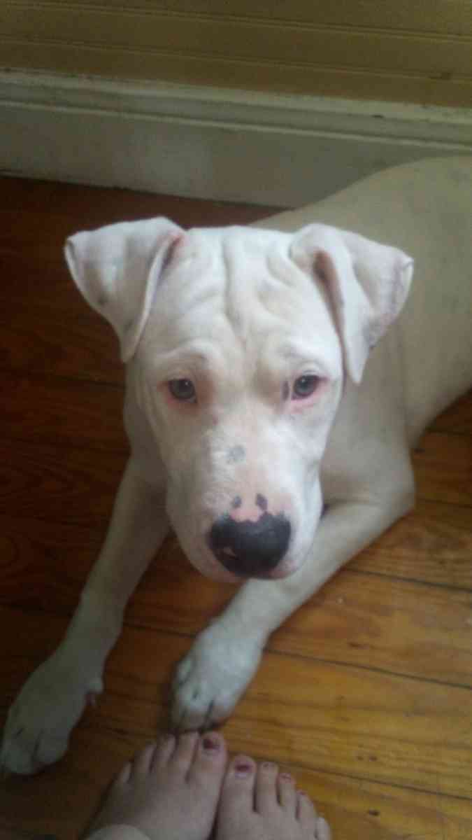 white pitbull puppy