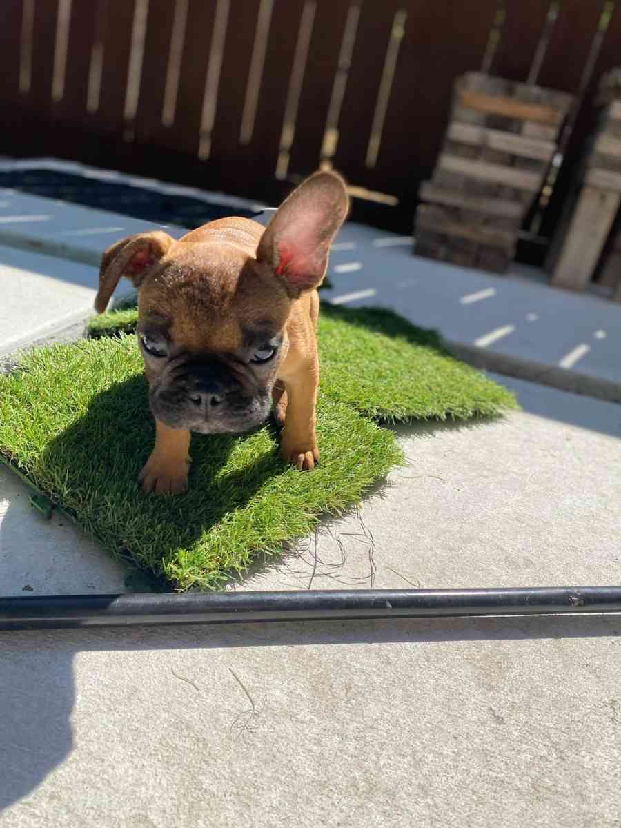 frenchie puppies