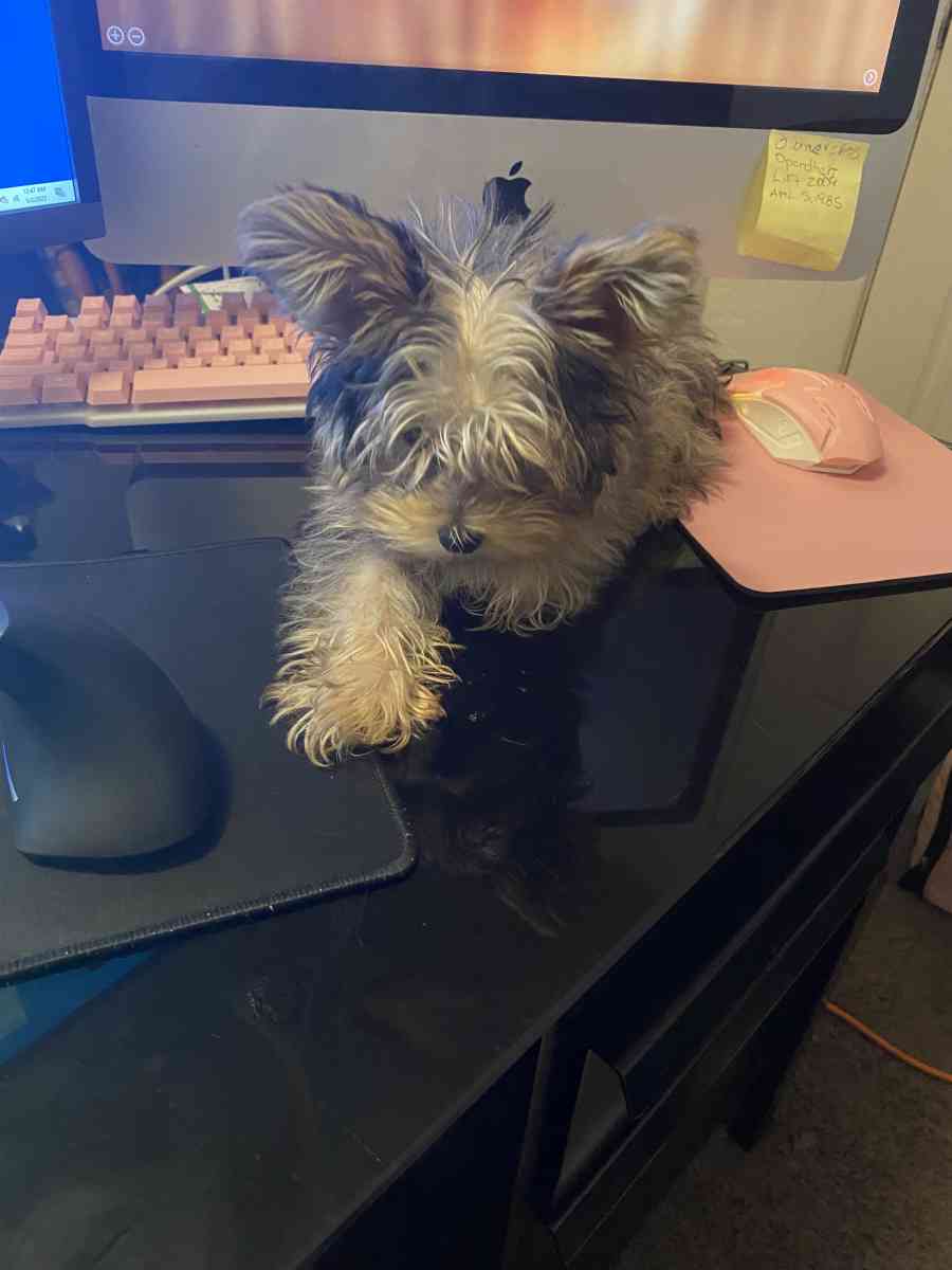 earrings and keychains