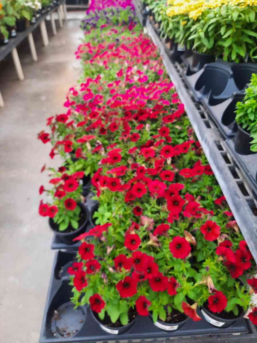 no sale  landscape Instalation