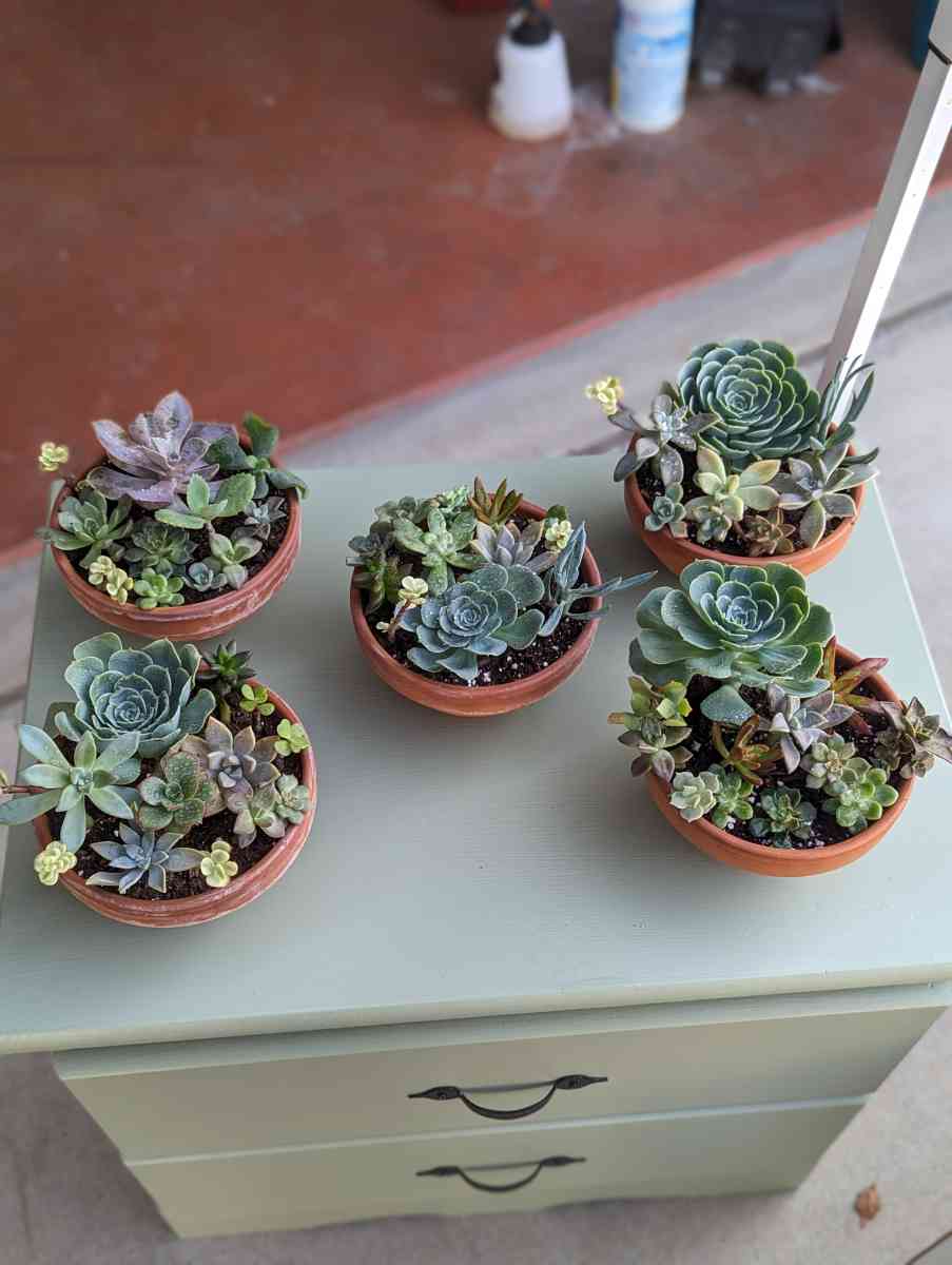 Plants and Arrangements