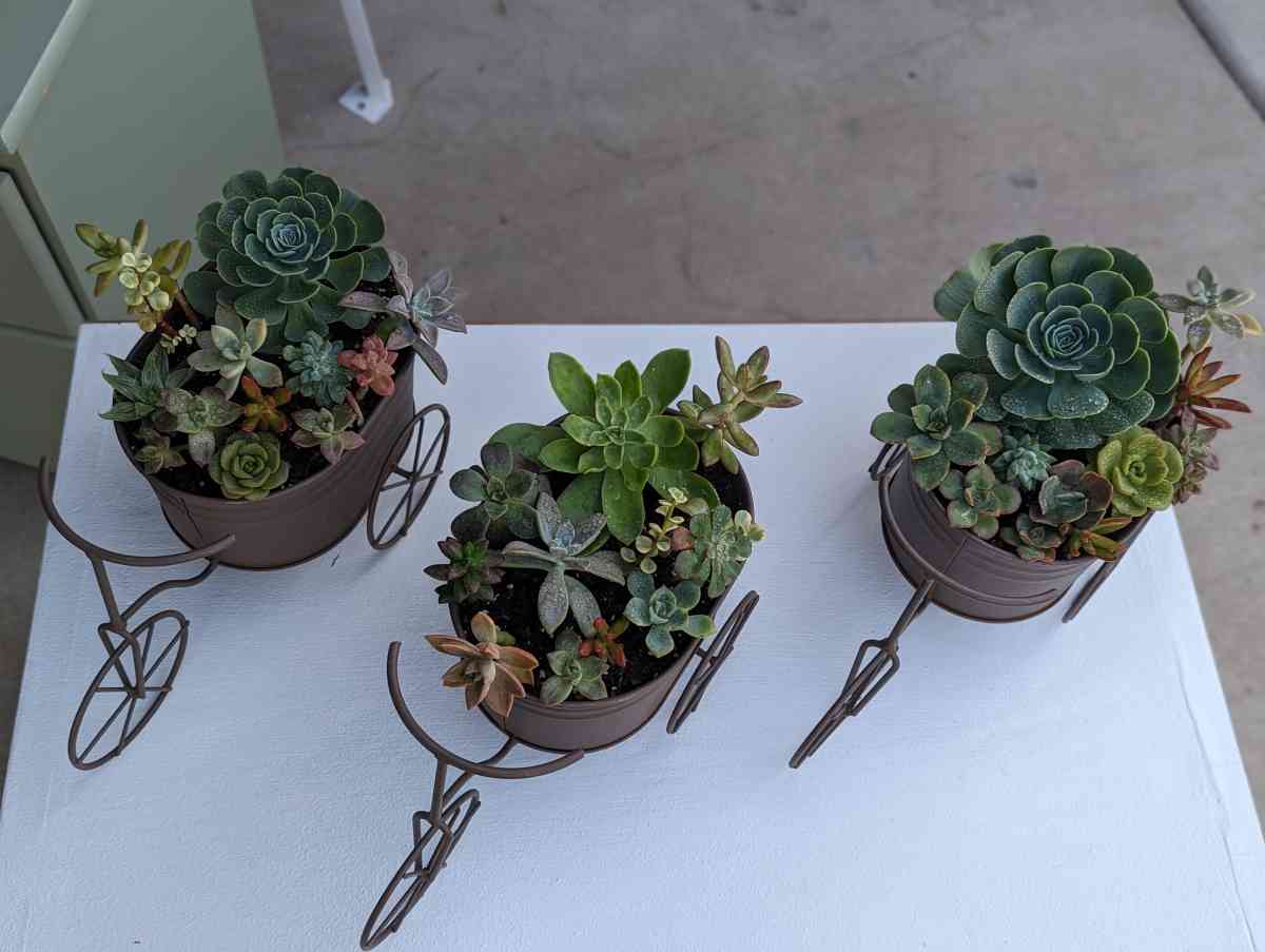 Plants and Arrangements