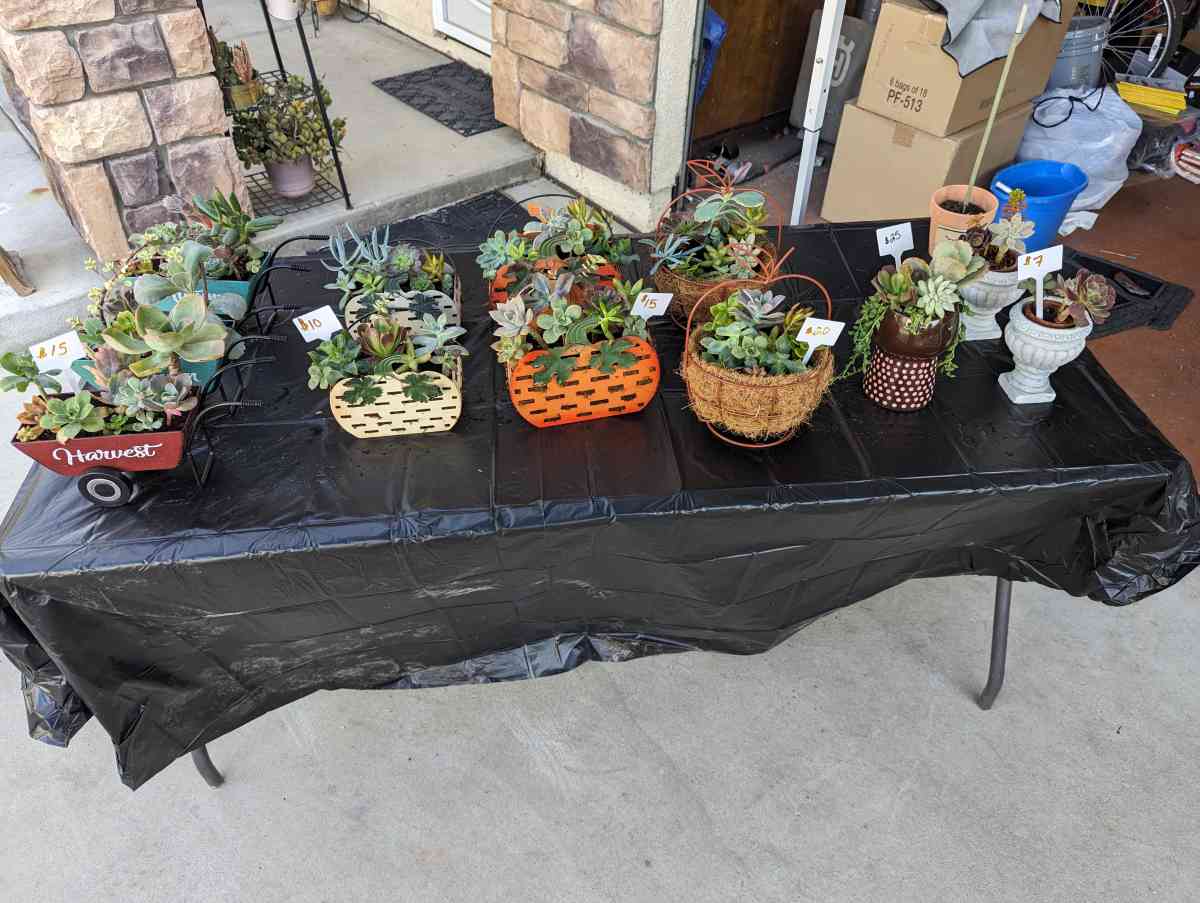 Plants and Arrangements