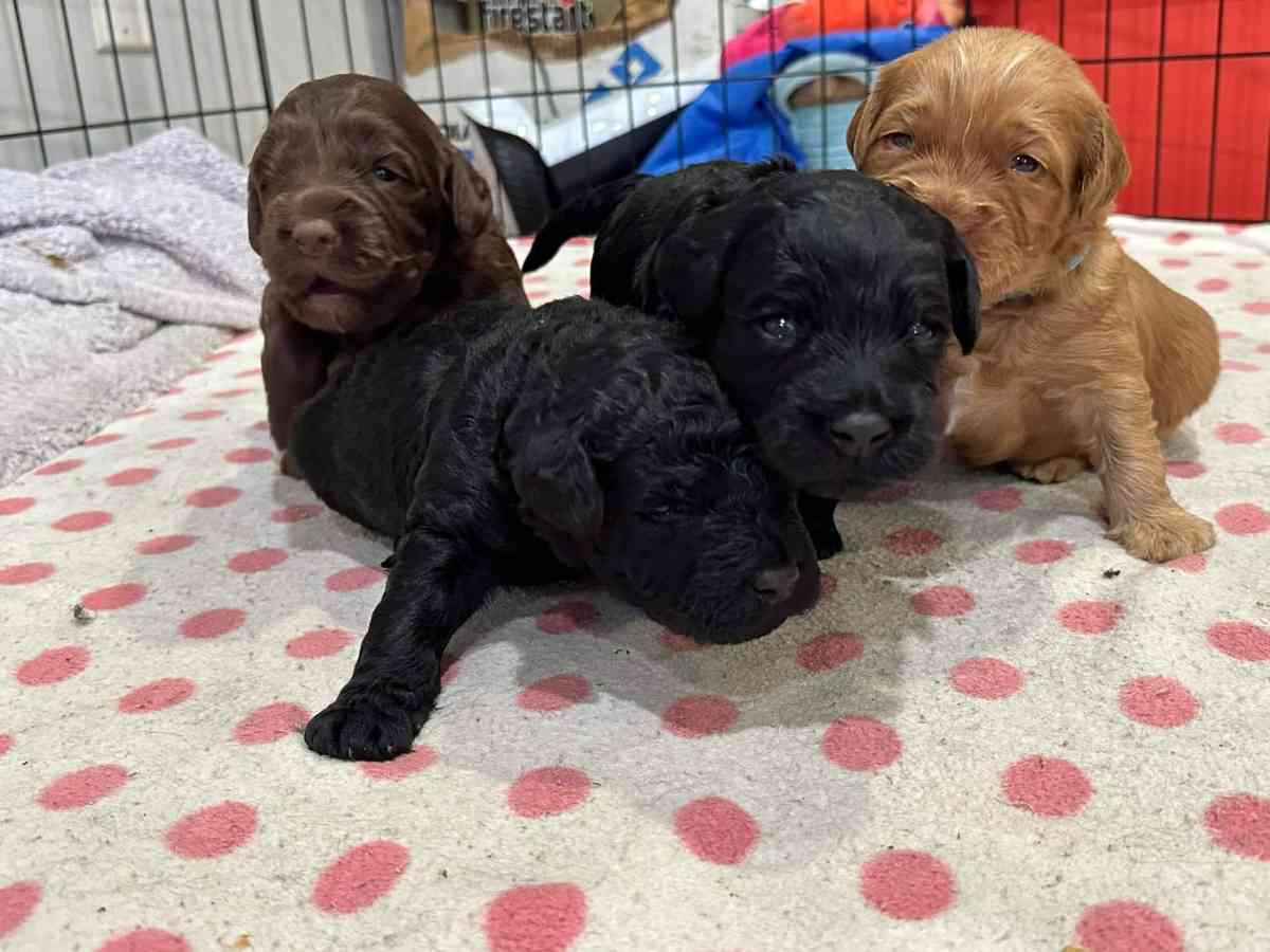 do write me shots including documents and record