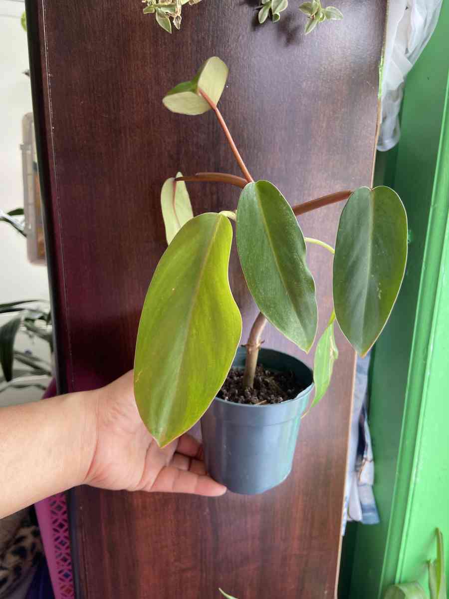 philodendron red emerald