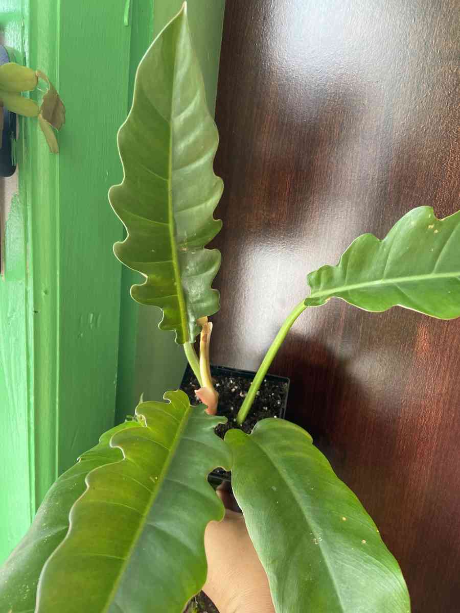 philodendron jungle boogie
