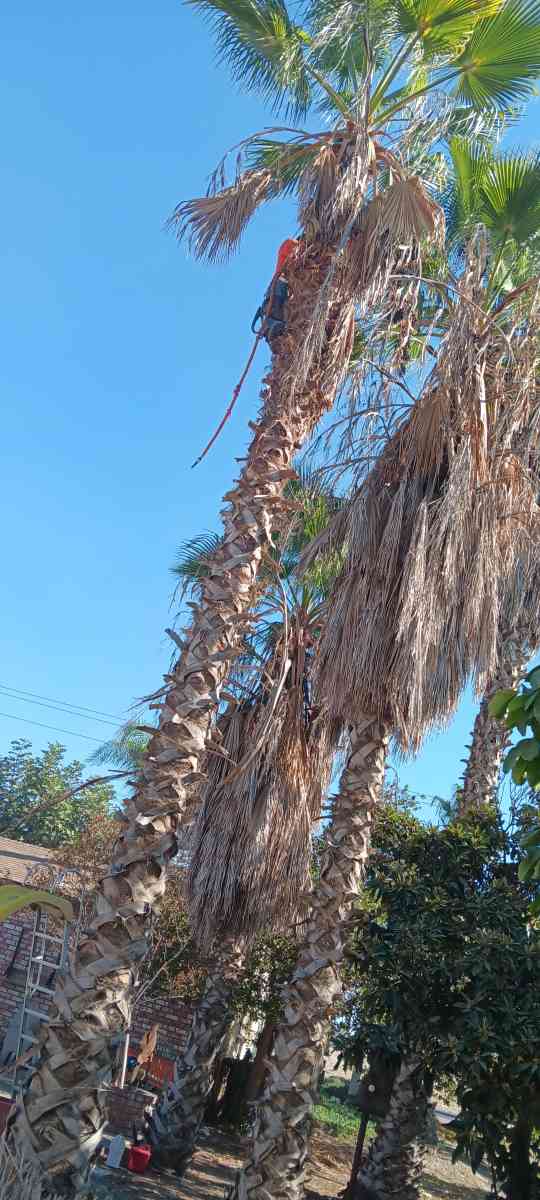 tree climbing trimminf