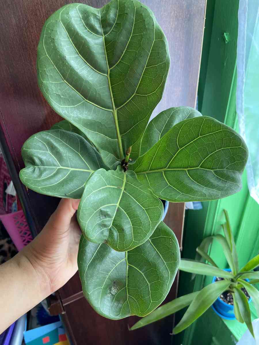 ficus Lyrata