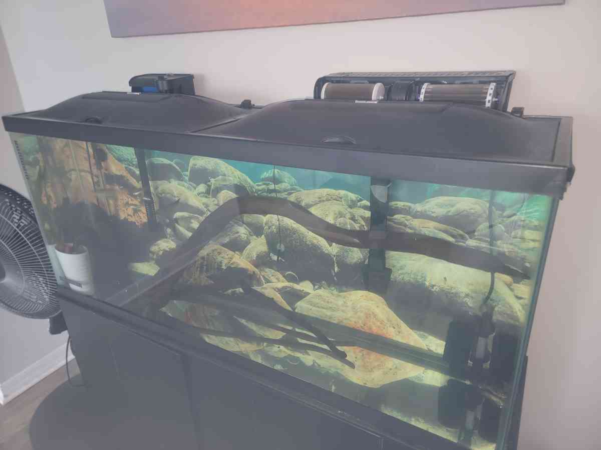 75 gallon Aquarium