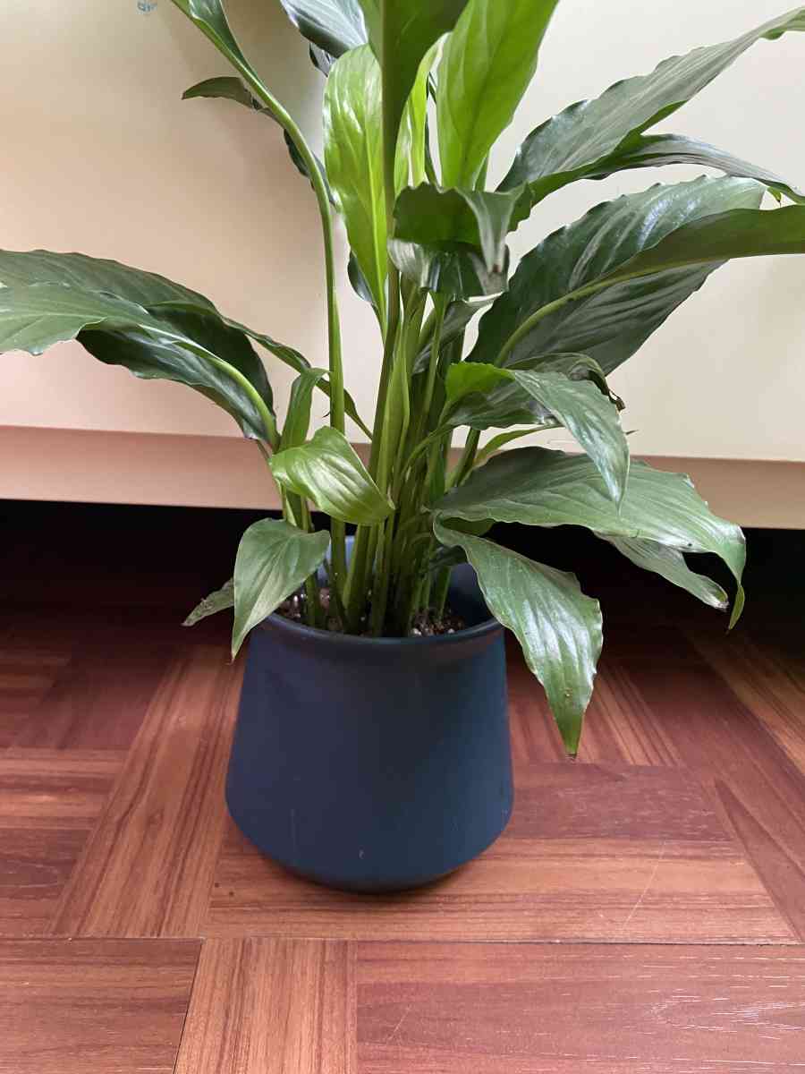 peace lily with creamic pot