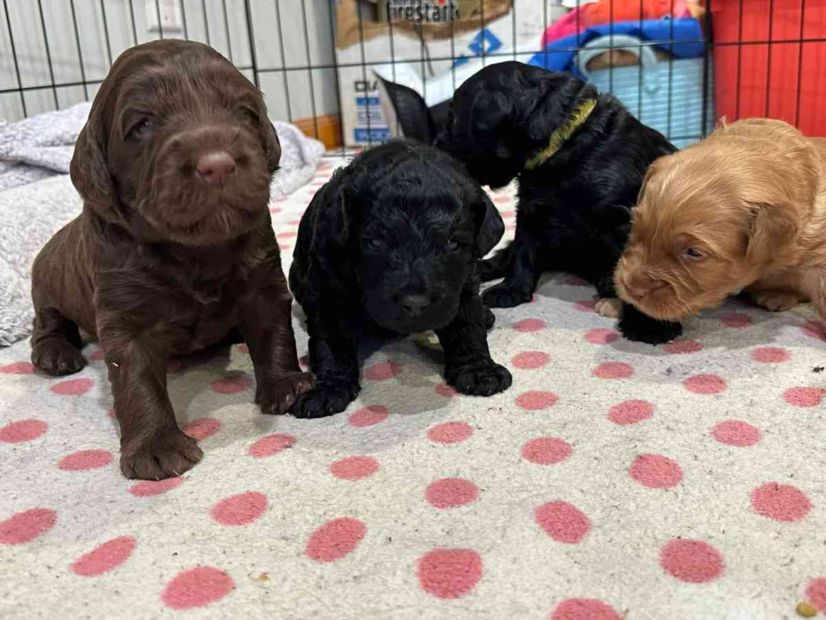 do write me shots including documents and record