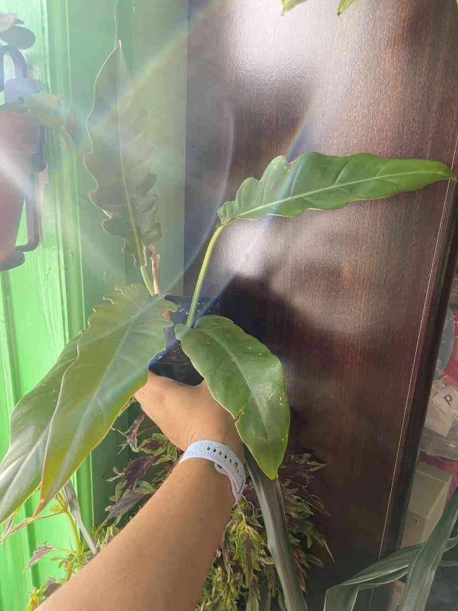 philodendron jungle boogie