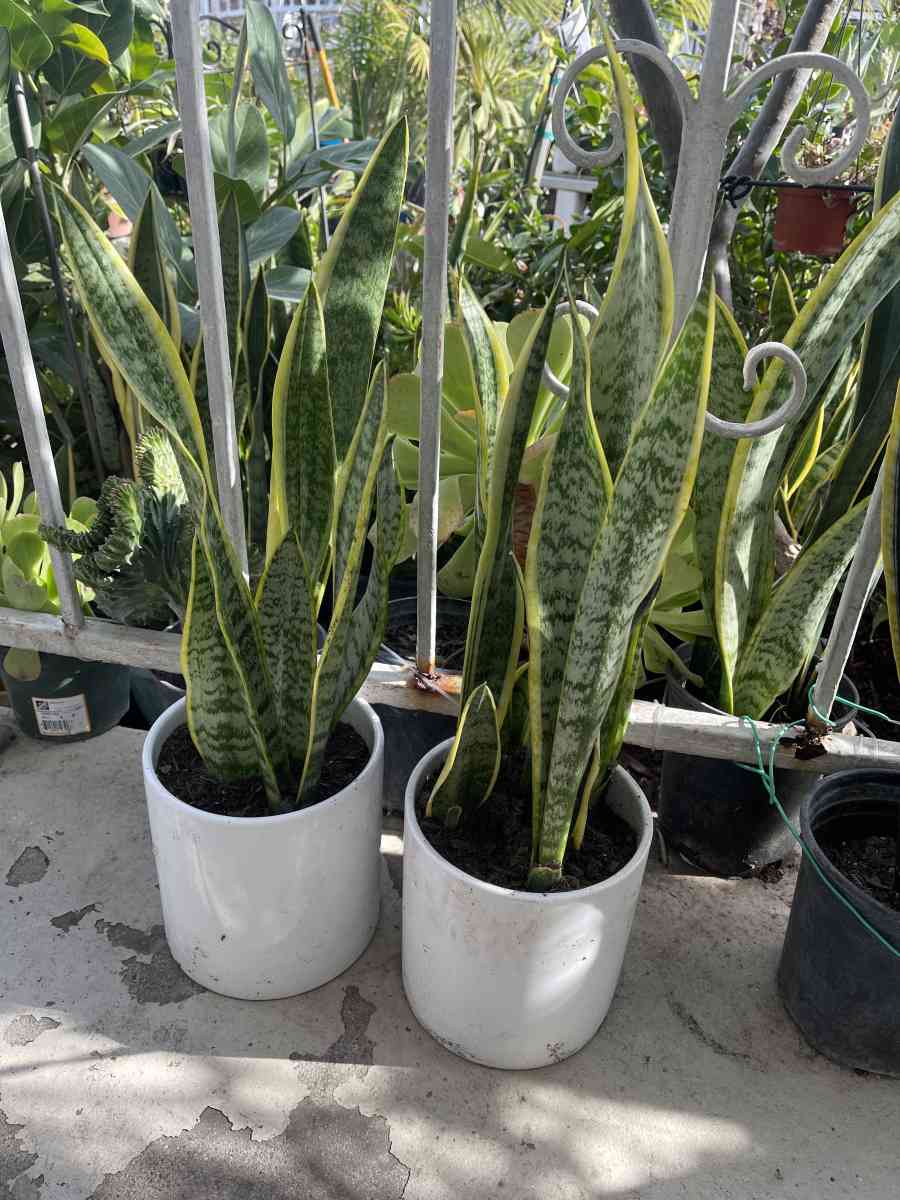 snak plant in ceramic pot