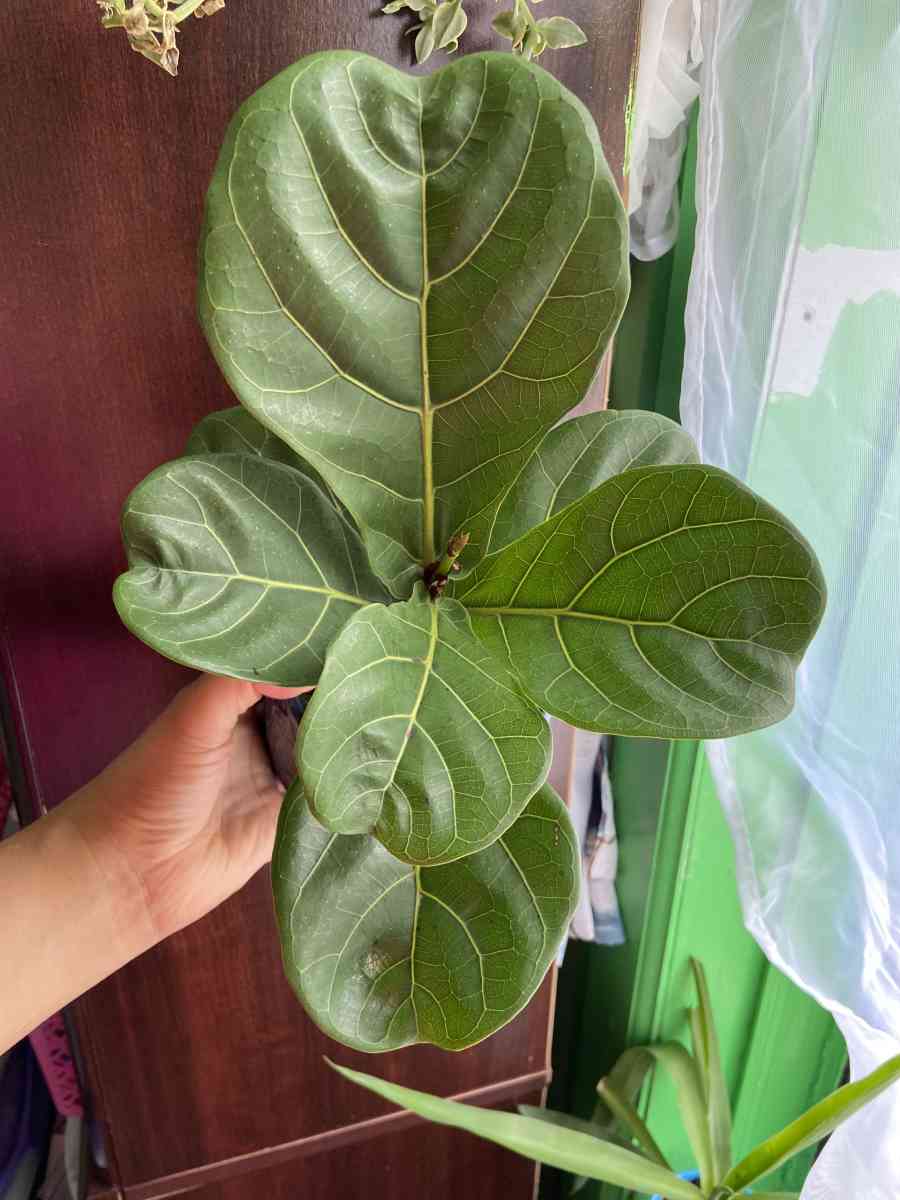 ficus Lyrata