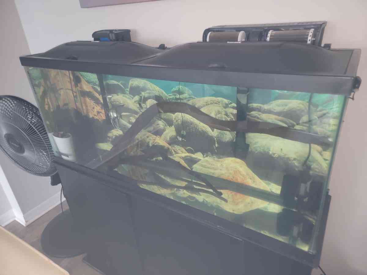 75 gallon Aquarium