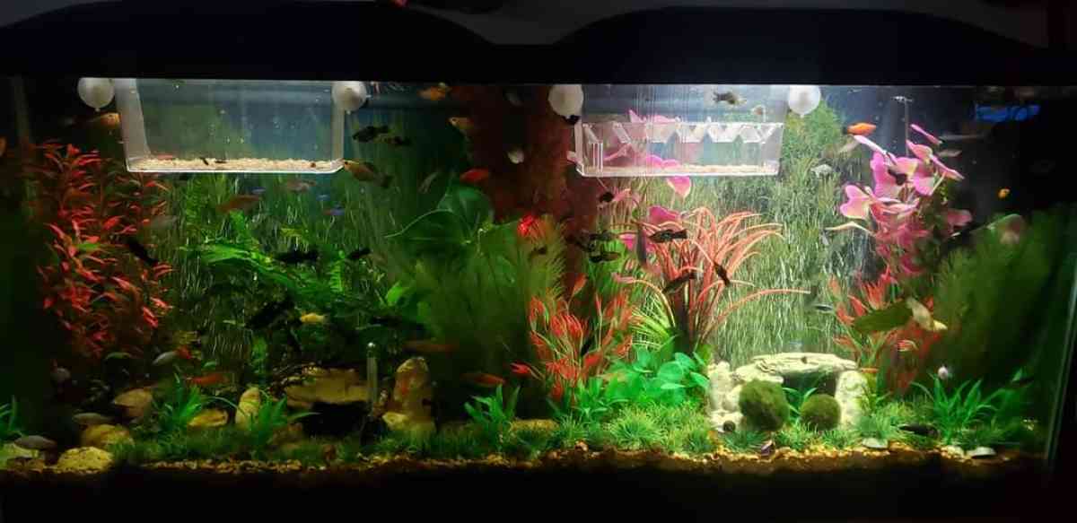 55 gal fish tank