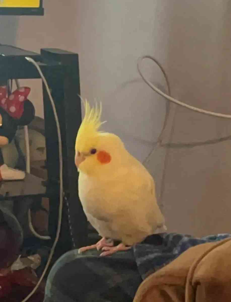 Large  Bird Cage  With Two cockatiel