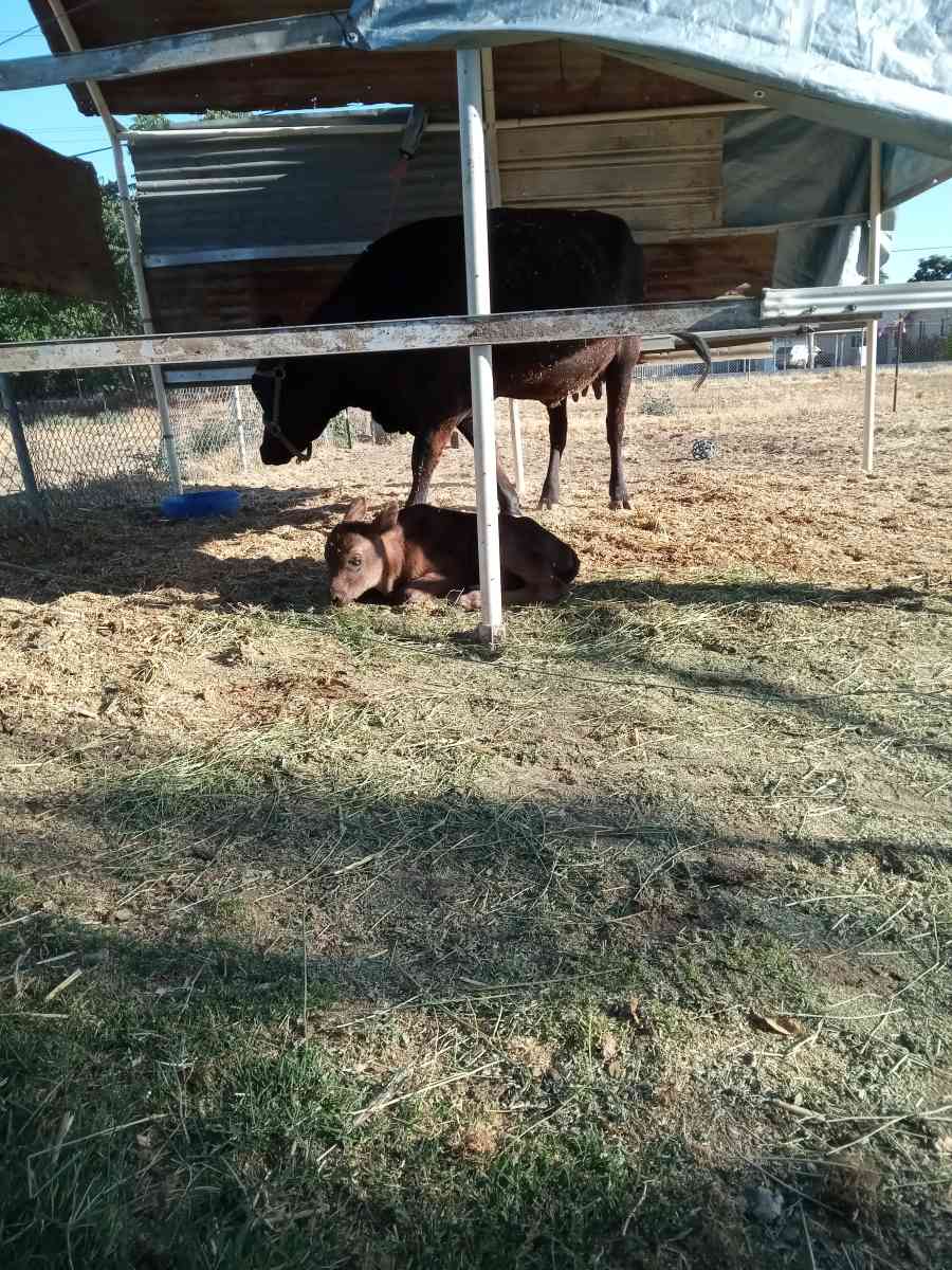 Bags of Fresh Manure