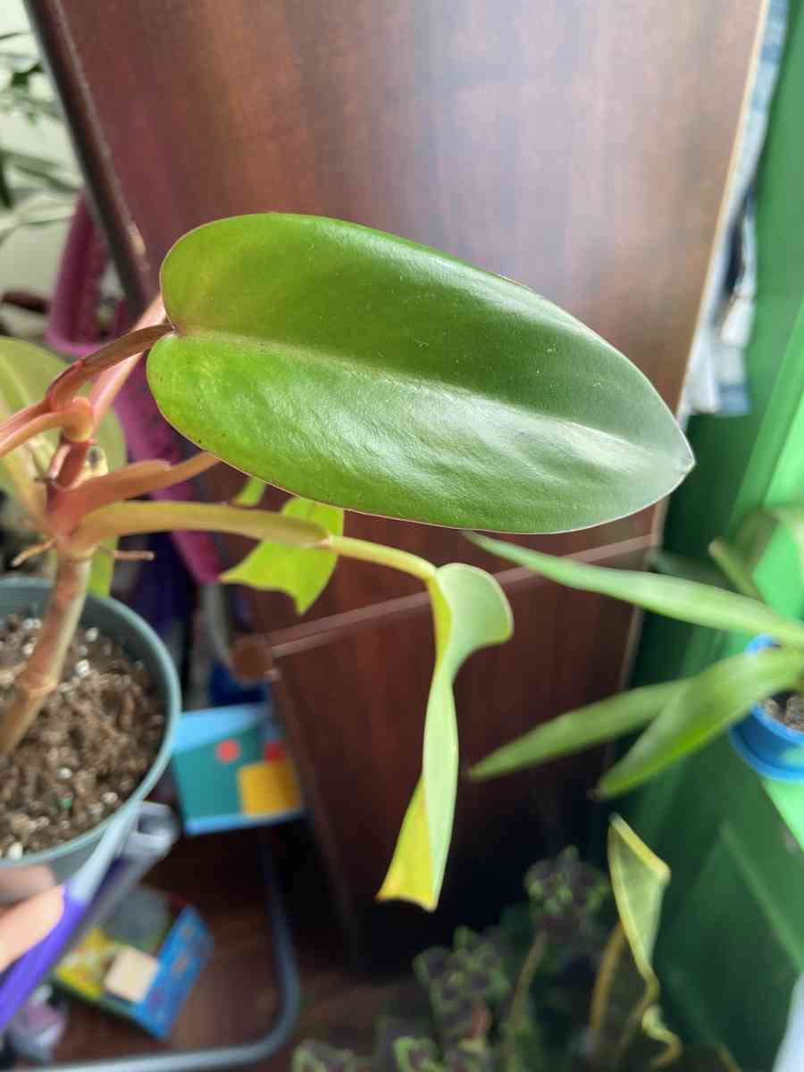 philodendron red emerald