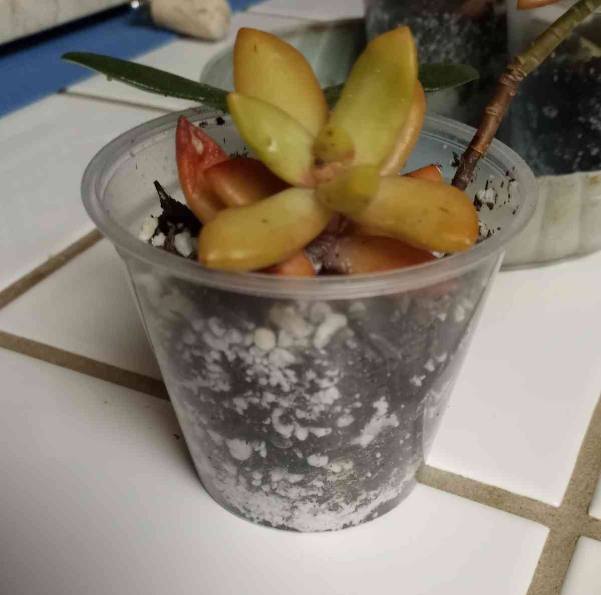 Sedum Copperstone succulents