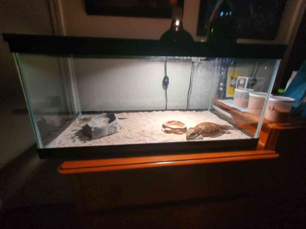 selling juvenile  female savannah monitor