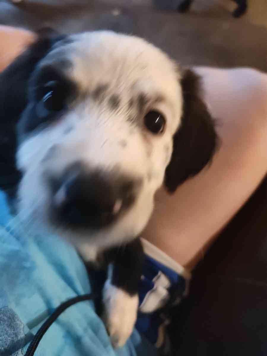 standard poodles mixed with bordercolie