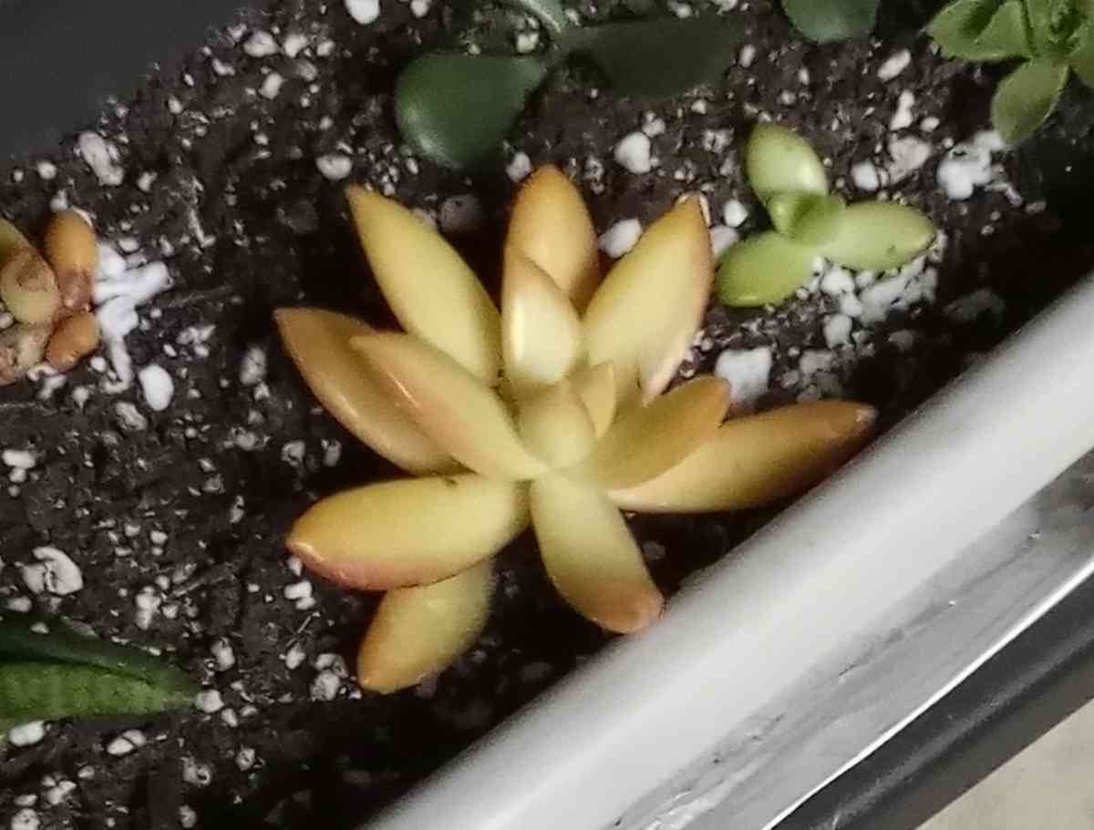 Sedum Copperstone succulents