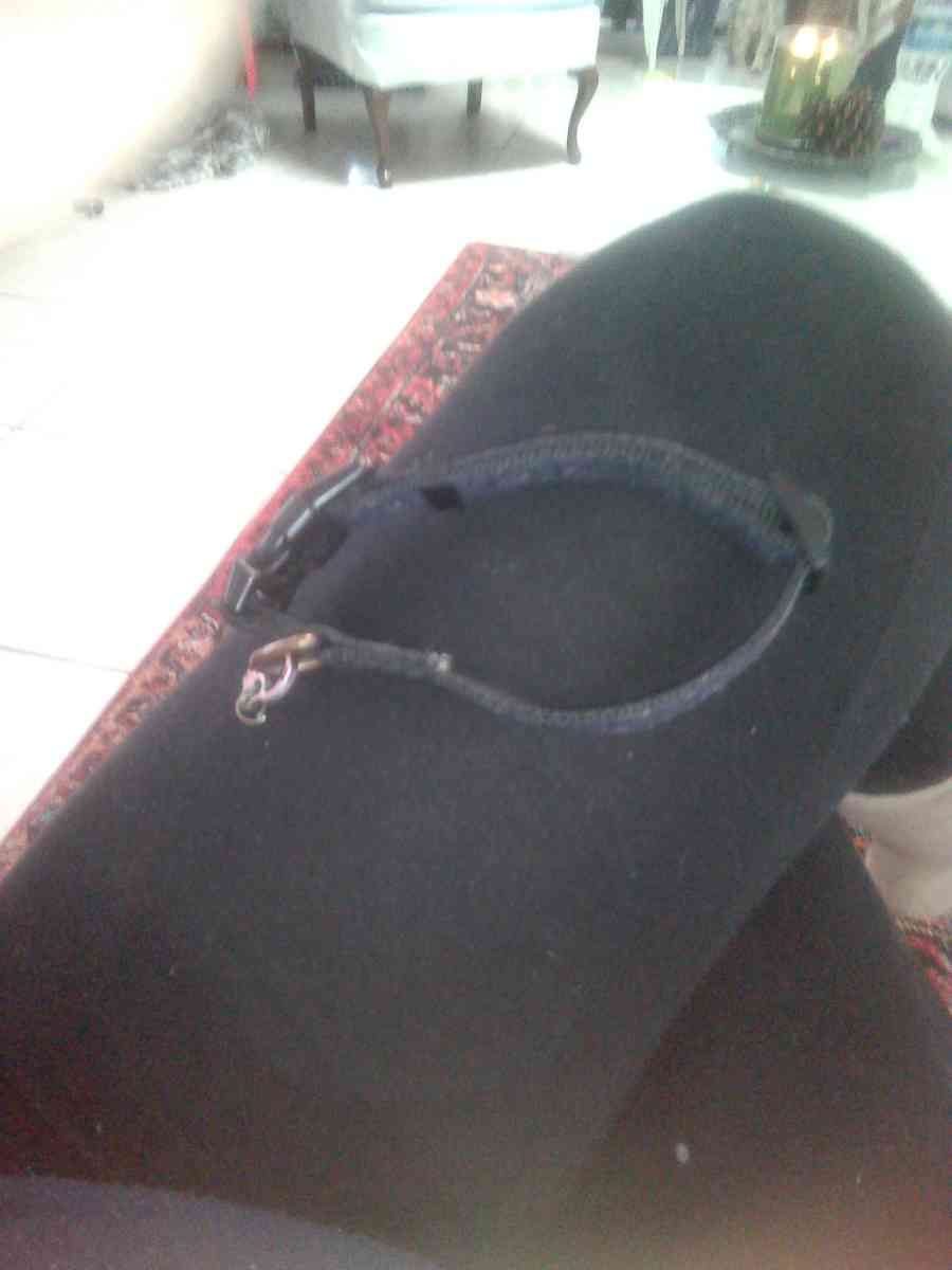 small dog or cat Mickey mouse collar