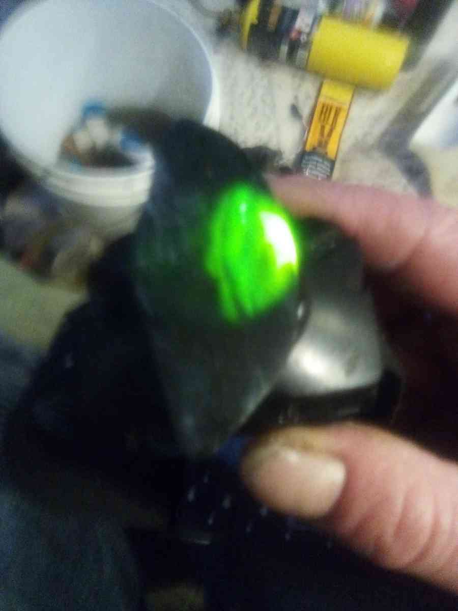 authentic Washington State Jade