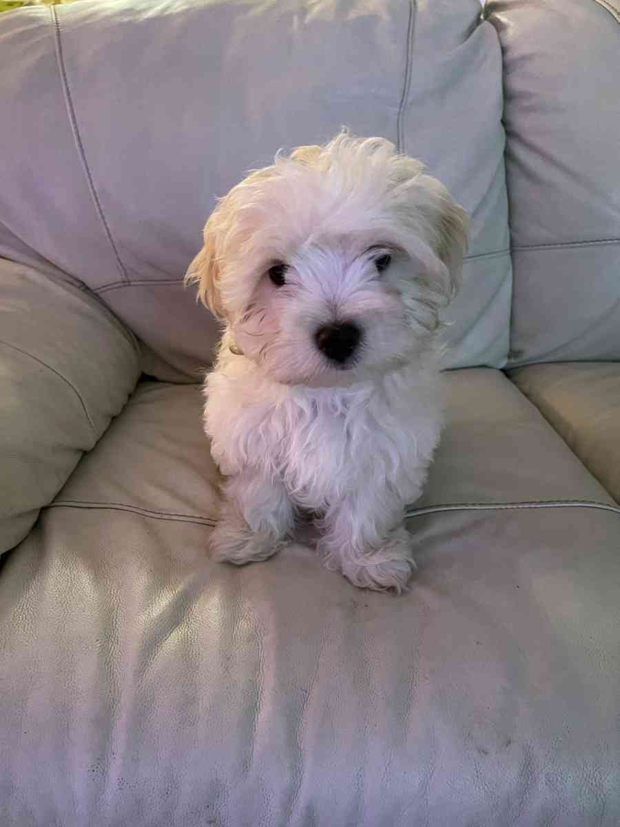MALTESE MALE