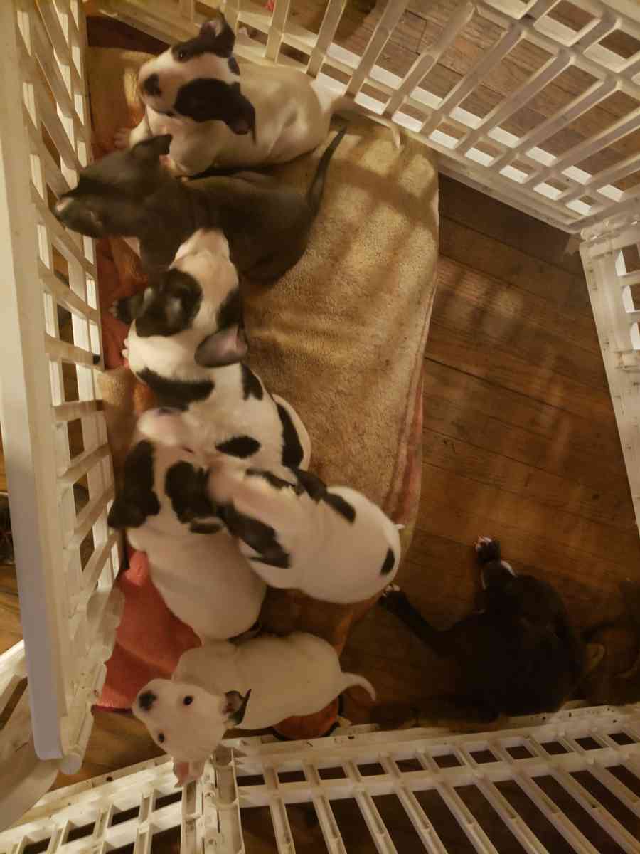 Pit Bull Puppies